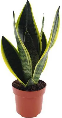 Obrázok produktu pre Sansevieria Futura Superba Ø12 cm ↕30 cm – svokrin jazyk
