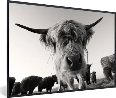 Produktbild von MuchoWow® MuchoWow® Gerahmtes Poster Schottisches Hochlandrind - Schwarz - Weiß - Tiere 30x20 cm - Poster mit zchwarzem Bilderrahmen - Kunstdruck - Bild-Poster
