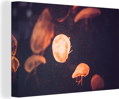 Produktbild von OneMillionCanvasses® - Leinwandbilder - 140x90 cm, Qualle - Thailand - Orange, Wandbilder Kunstdruck Wanddekoration