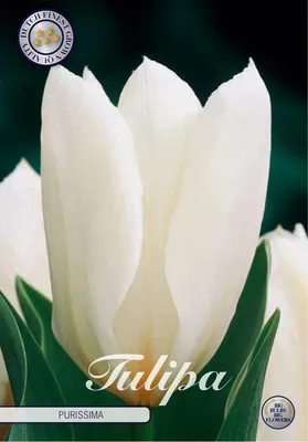 Artikelbild 2 von 'Tulpe Purissima (10 Stück)' aus der Kategorie Tulpenzwiebeln