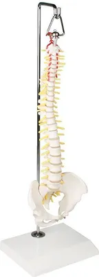 Immagine prodotto di Erler-Zimmer Colonna vertebrale in miniatura su supporto sospeso