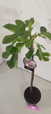 Produktbild von Ficus carica 'Signora' / 'Brogiotto Nero' Feigenbaum, 2 Liter Topf