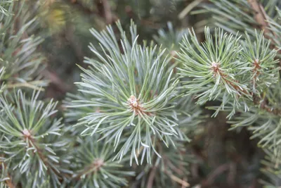 Produktbild von Waldkiefer Chantry Blue 20-25 cm, im Topf - Pinus sylvestris, immergrün