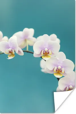 Produktbild von MuchoWow® Poster Orchidee - Blumen - Pflanze - Weiß - Lila 80x120 cm - Papierdruck