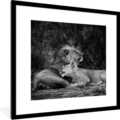 Produktbild von MuchoWow® Gerahmtes Poster Löwen - Schwarz - Wilde Tiere 40x40 cm - Poster mit Schwarzem Bilderrahmen Wandposter Rahmen Foto Bilder - Poster - Plakat im Rahmen
