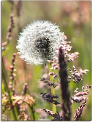 Produktbild von ARTland Leinwandbild Pusteblume III Größe: 45x60 cm