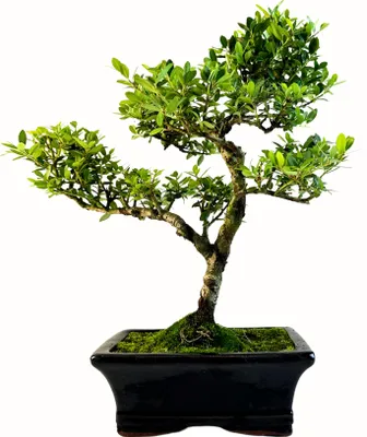 Zdjęcie produktu dla Bonsai Ostrokrzew karbowany - Ilex w doniczce 15 cm