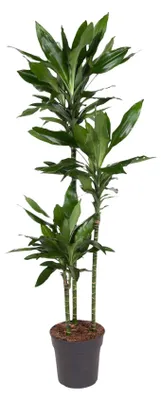 Zdjęcie produktu dla Dracaena Janet Lind - 160 cm - Ø24