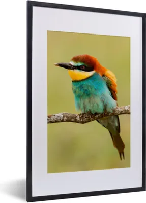 Produktbild von MuchoWow® Gerahmtes Poster Vogel - Bienenfresser - Tiere 40x60 cm - Poster mit Schwarzem Bilderrahmen Wandposter Rahmen Foto Bilder - Poster in Rahmen
