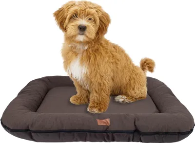A small, fluffy, light brown dog sits on a dark brown dog bed.