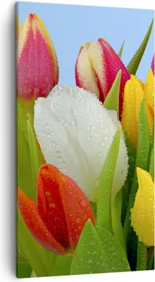 Produktbild von Bild auf Leinwand - Leinwandbild - Tulpen Blumenstrauß Blumen Tau - 45x80cm - Wand Bild - Wanddeko - Leinwanddruck - Bilder - Kunstdruck - Wanddekoration - Leinwand bilder - Wandkunst - PA45x80-2526