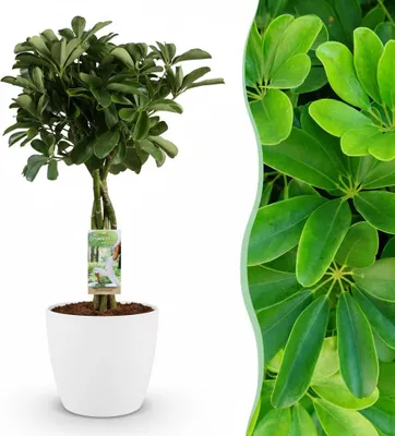 Produktbild von Green boutiQ - Zimmerpflanze - Strahlenaralie - Schefflera Nora - Grün - Pflegeleicht - 1 Pflanze - mit Potter Weiß - Topf 21cm - Höhe 70 - 80cm
