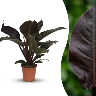 Image de Green boutiQ - Plante d'intérieur - Philodendron - Philodendron Imperial Red - Rouge - Peu d'entretien - 1 plante - Pot de 19 cm - Hauteur 60 cm