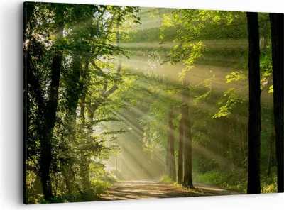Produktbild von Bild auf Leinwand - Leinwandbild - Wald Baum Natur - 120x80cm - Wand Bild - Wanddeko - Wandbilder - Leinwanddruck - Bilder - Kunstdruck - Wanddekoration - Leinwand bilder - Wandkunst - AA120x80-3661