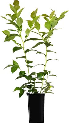 Immagine prodotto di Highbush Mirtillo Bluecrop 1L