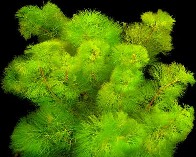 Produktbild von 1 Bund Riesen - Haarnixe (Cabomba Aquatica)