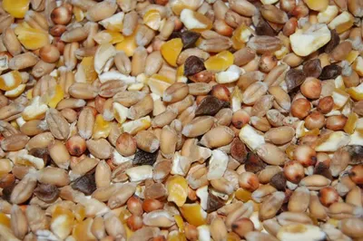 Productafbeelding van Hadivo Fazanten en eendengraan 20 kg - graanmengsel voor water- en siervogels