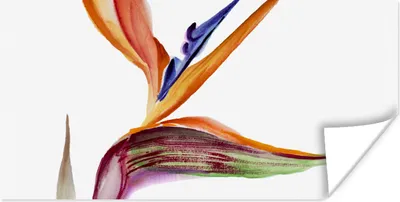 Produktbild von MuchoWow® Poster Strelitzia - Aquarell - Blumen 160x80 cm - Foto Poster