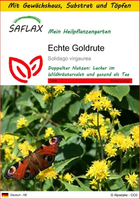 Produktbild von SAFLAX Anzucht Set - Echte Goldrute - Solidago virgaurea - 100 Samen - Mit Mini-Gewächshaus, Anzuchtsubstrat und 2 Töpfen