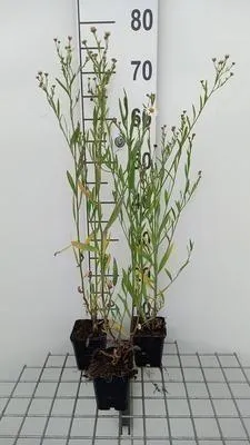 Obrázok produktu pre 6 x Boltonia asteroides 'Snowbank' - Boltonia - Kvetináč 9 x 9 cm