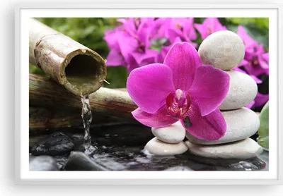Produktbild von Gerahmtes Poster - Weißer Rahmen - Orchidee Bambus Dekoration Spa - 91,5x61 cm - Wand Bild - Wanddeko - Wandbilder - Wandposter - Bilderrahmen - Bilder - Kunstdruck - Wandbild - P2WAA91x61-2666