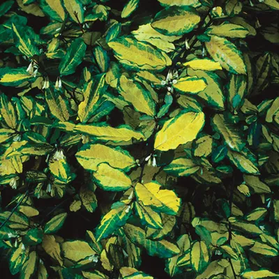 Produktbild von 2 x  Panaschierte Ölweide  - Elaeagnus pungens 'Maculata'  | 30-40 cm in Container