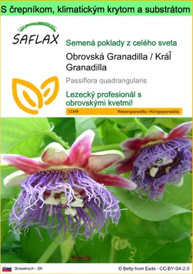 Obrázok produktu pre SAFLAX Garden to go - Obrovská Granadilla / Kráľ Granadilla - Passiflora quadrangularis - 12 Semená - S črepníkom, klimatickým vekom a pestovateľským substrátom