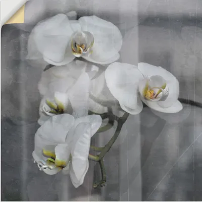 Produktbild von ARTland Wandbild, selbstklebend Weisse Orchideen - white Orchid Größe: 50x50 cm