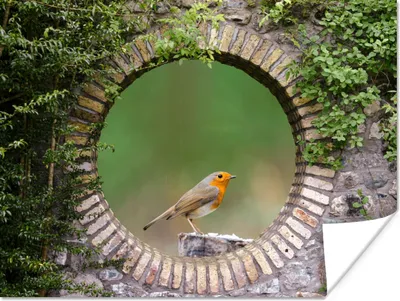 Produktbild von MuchoWow® Poster Vogel - Durchblick - Rotkehlchen 160x120 cm - Foto Plakat