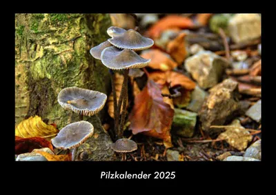 Produktbild von Pilzkalender 2025 Fotokalender DIN A3