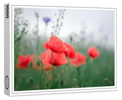 Image de Puzzle haut de gamme Raxxa « Coquelicot », 1 000 pièces