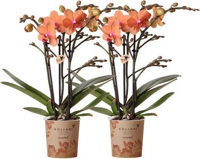 Obrázok produktu pre Orchidey Phalaenopsis Orange Bozen, 2 kusy, Ø 9 cm, kvitnúce izbové rastliny