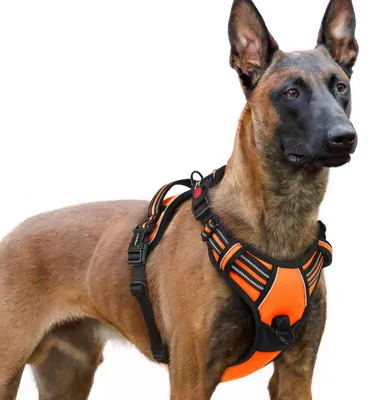 Productafbeelding van Hondenharnas voor Grote Honden, XL, Oranje