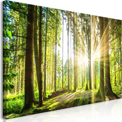 Produktbild von Wandbild Mega XXXL Wald 250x125 cm Einteiliger XXL-Format Kunstdruck zur Selbstmontage Leinwandbilder moderne Bilder DIY Wanddekoration Wohnung Deko Baum Bäume Natur c-B-0077-ak-e