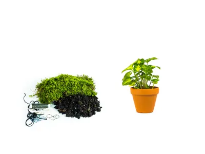 Obrázok produktu pre Gardners Kokedama "Vyrob si sám" Syngonium Pixie (S)