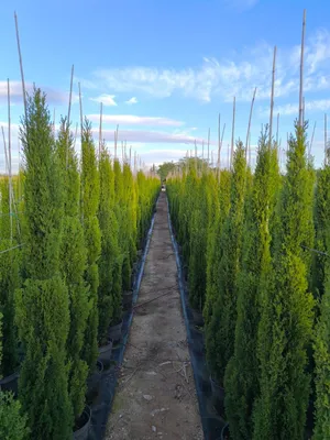A pathway lined with rows of young cypress trees under a blue sky with scattered clouds.