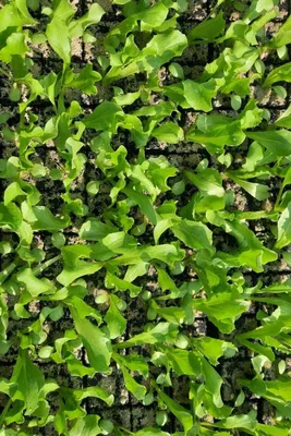 Produktbild von Enseleits Eisbergsalat im 10er Pack, Eisbergpflanzen, Eissalat kaufen, Gemüsepflanzen, Lactuca sativa var. capitata