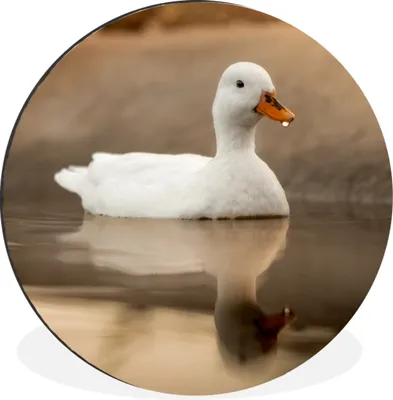 Produktbild von MuchoWow® Aluminium Wandkreis Ente - Vogel - Wasser - Weiß Ø 90 cm Wanddeko Modern Wohnzimmer - Mauerkreis - Wandbilder - Runde Bild - Bild aus Aluminium - Schlafzimmer - Wohnzimmerdekoration - Wand Dekoration