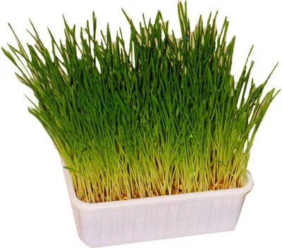 Image de Produits de jardin