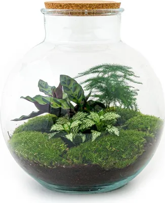 Produktbild von Flaschengarten DIY Bausatz Bolder Bob – Terrarium Ø31cm x H30cm – Do-It-Yourself Pflanzterrarium – Autarkes Mini-Ökosystem – Perfekt für Wohnung & Büro