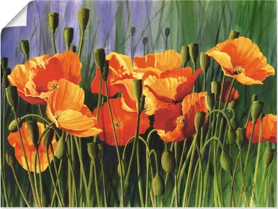 Produktbild von ARTland Poster Mohnblumen I Größe: 80x60 cm