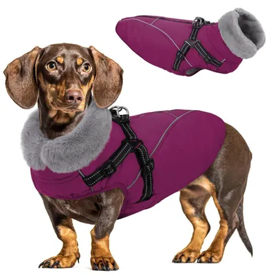Immagine prodotto di Cappotto per cani, inverno, riflettente, colore viola, taglia S