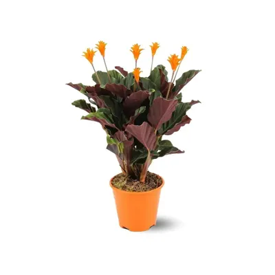Image de Calathea crocata - plante à fleurs d'or - ↕30-40 cm - ⌀ 44 cm - plante d'intérieur