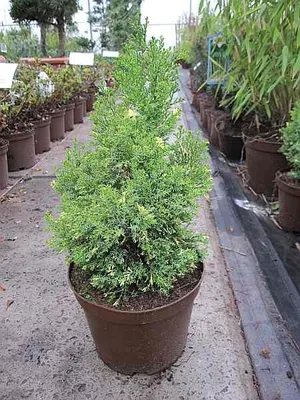 Produktbild von Chamaecyparis obtusa Saffron Spray - Moos Muschelzypresse - Hinoki Scheinzypresse - 30-40cm