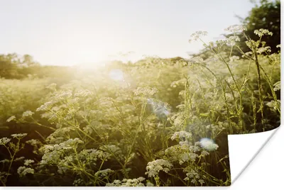 Produktbild von MuchoWow® Poster Blumen - Weiß - Frühling 160x120 cm - Foto Plakat