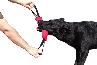 Image de Jouet d'entraînement pour chiens en coton et en nylon, avec une poignée