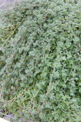Produktbild von Thymus praecox var. pseudolanuginosus, Teppichthymian, ca. 9x9 cm Topf