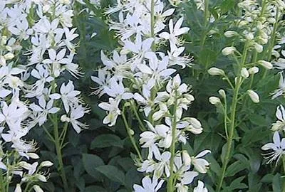 Obrázek produktu pro 6 x Dictamnus alb. 'Albiflorus' - Hořící keř - květináč 9 x 9 cm