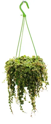 Produktbild von Zimmerpflanze zum Hängen Peperomia prostrata  String of Turtles Schildkröte an der Schnur Zwergpfeffer 14cm Ampel