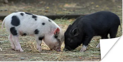 Produktbild von MuchoWow® Poster Schweine - Ferkel - Stroh 40x20 cm - Poster für die Wand - Poster Schlafzimmer